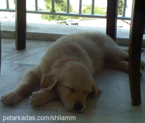 shilaaa Dişi Golden Retriever