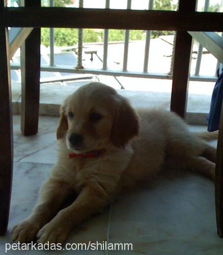 shilaaa Dişi Golden Retriever