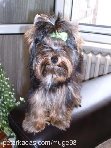 aŞk Dişi Yorkshire Terrier