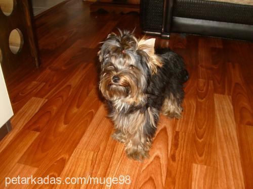 aŞk Dişi Yorkshire Terrier