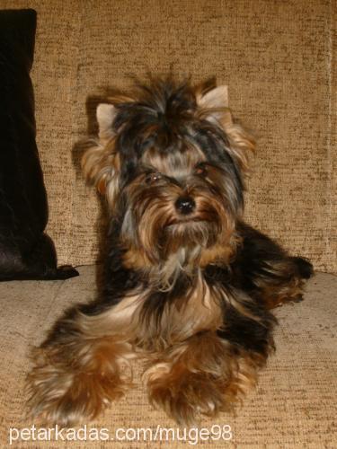 aŞk Dişi Yorkshire Terrier