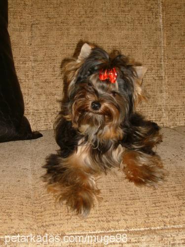 aŞk Dişi Yorkshire Terrier