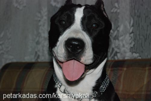 apache Erkek Amerikan Staffordshire Terrier