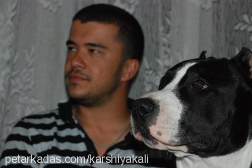 apache Erkek Amerikan Staffordshire Terrier