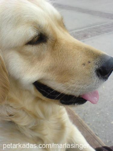 mercan Dişi Golden Retriever