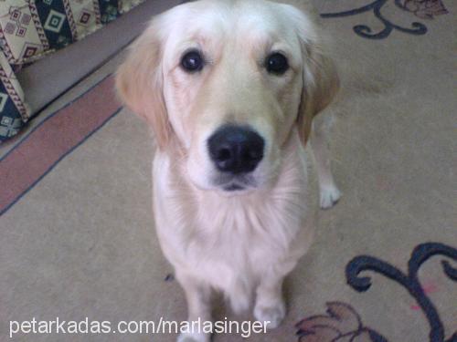 mercan Dişi Golden Retriever