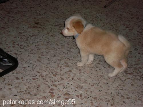 karamel Dişi Golden Retriever