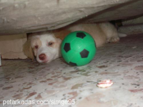 karamel Dişi Golden Retriever