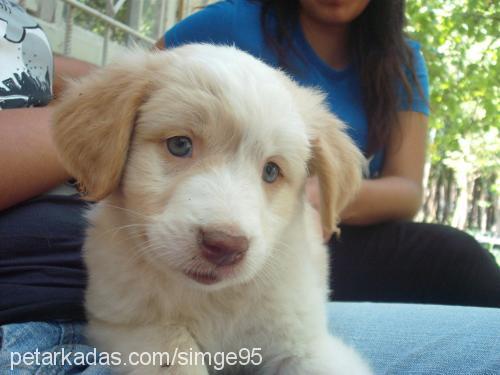 karamel Dişi Golden Retriever