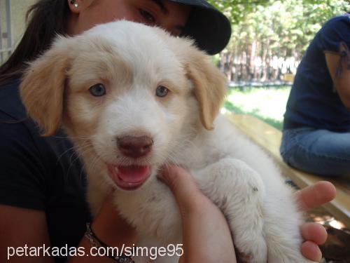 karamel Dişi Golden Retriever