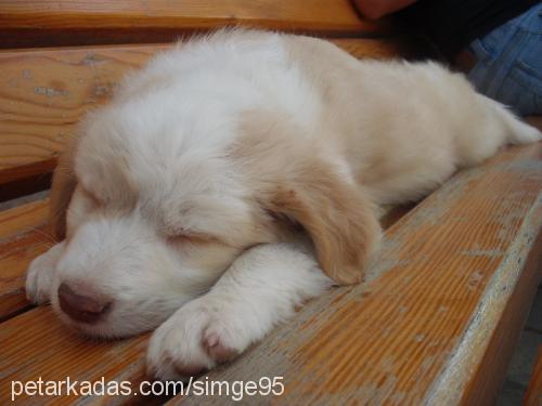 karamel Dişi Golden Retriever