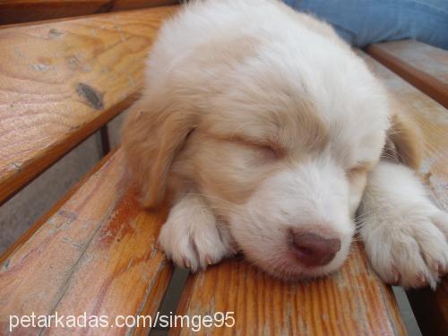 karamel Dişi Golden Retriever