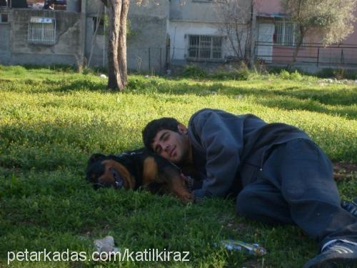 paŞa Erkek Rottweiler