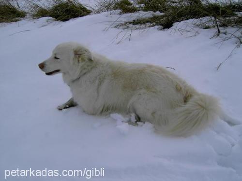 lady Dişi Collie