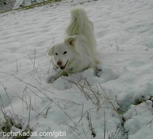 lady Dişi Collie