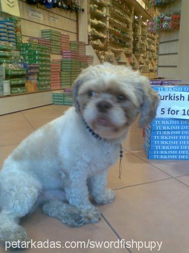 bubu Erkek Shih-Tzu