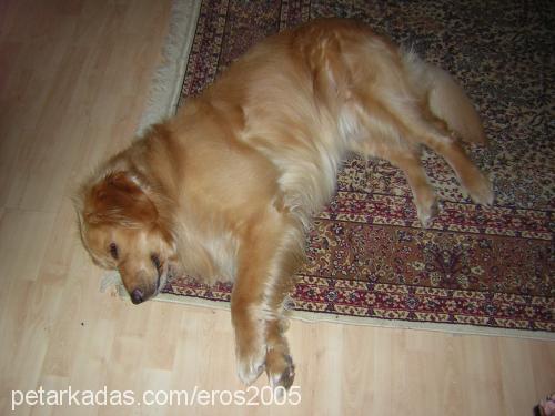 eros Erkek Golden Retriever