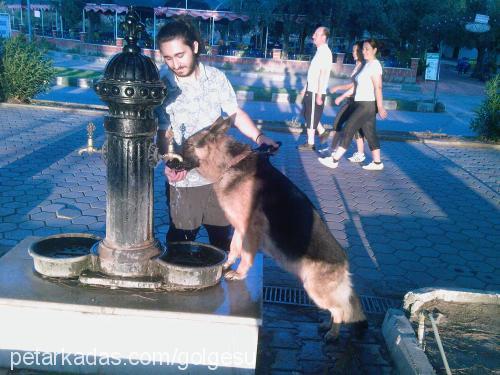 gölge Dişi Alman Çoban Köpeği