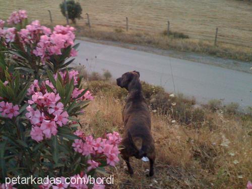 bördi Dişi Amerikan Staffordshire Terrier