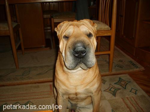 joe Erkek Çin Shar-Pei