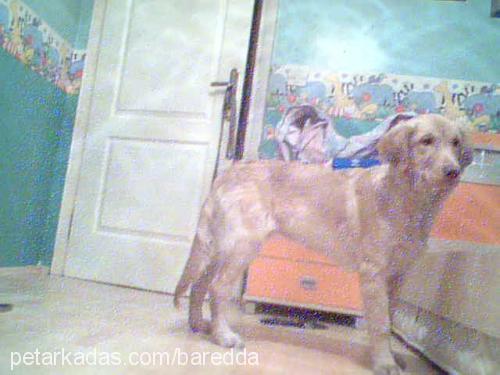 Çakıl Dişi Golden Retriever