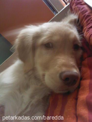 Çakıl Dişi Golden Retriever