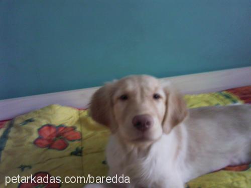 Çakıl Dişi Golden Retriever