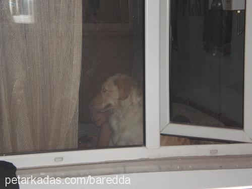 Çakıl Dişi Golden Retriever