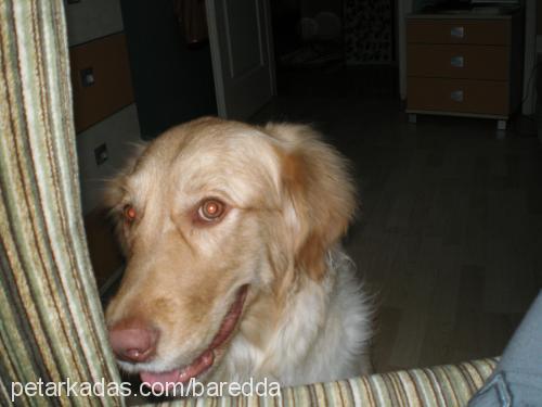 Çakıl Dişi Golden Retriever