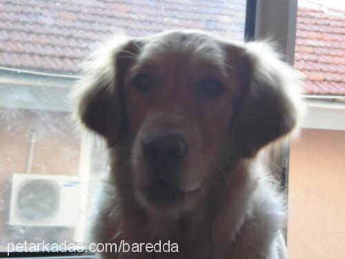 Çakıl Dişi Golden Retriever