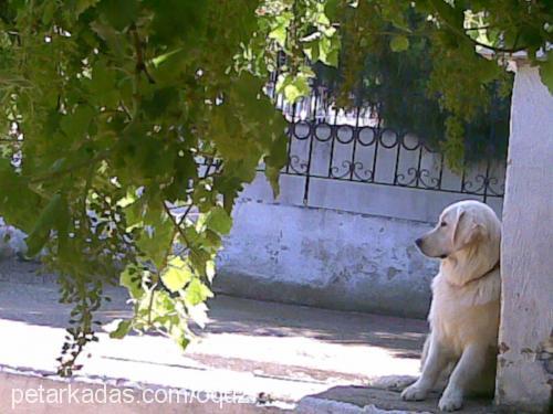 pablo Erkek Golden Retriever