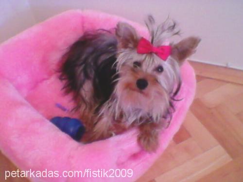 fıstık Dişi Yorkshire Terrier