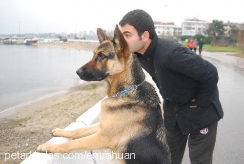 rasty Dişi Alman Çoban Köpeği