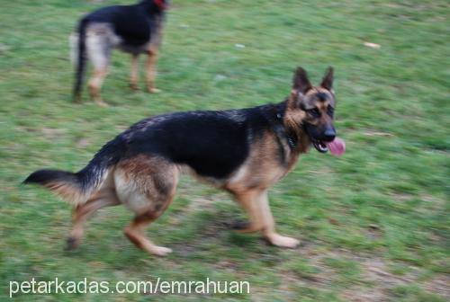 rasty Dişi Alman Çoban Köpeği