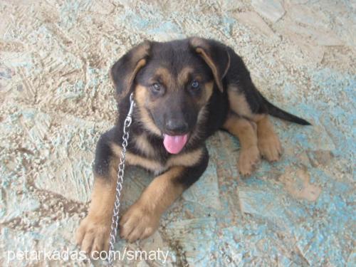 ody.. Erkek Alman Çoban Köpeği