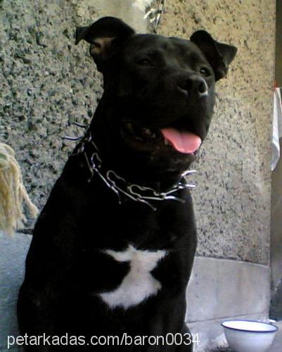 baron Erkek Amerikan Staffordshire Terrier