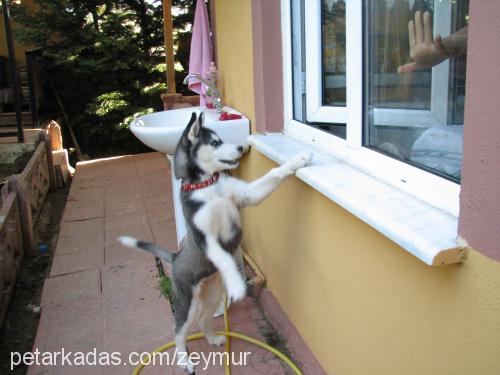 zilli Dişi Sibirya Kurdu (Husky)