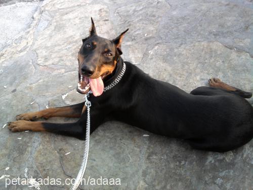 zeyna Dişi Doberman Pinscher