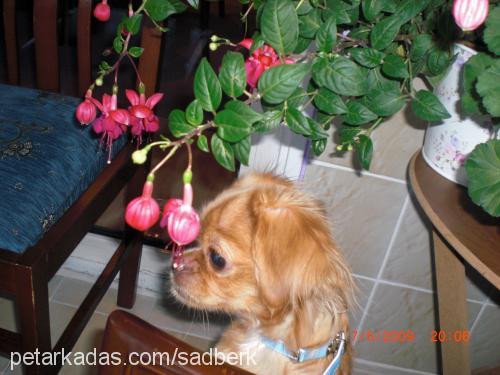 minik Dişi Tibetli Spaniel