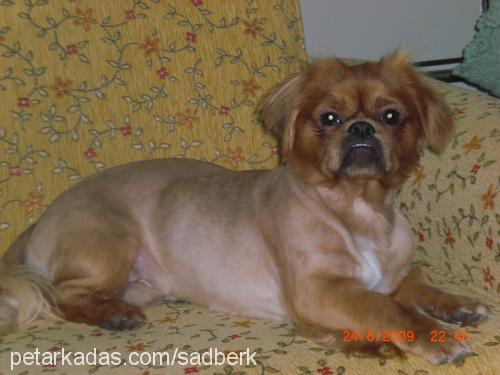 kabiş-kabasakal Erkek Tibetli Spaniel