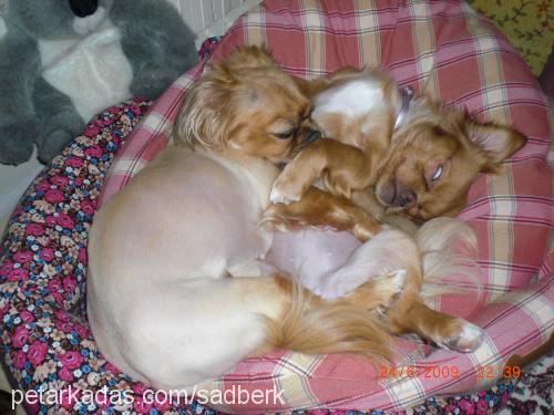 balım Dişi Tibetli Spaniel