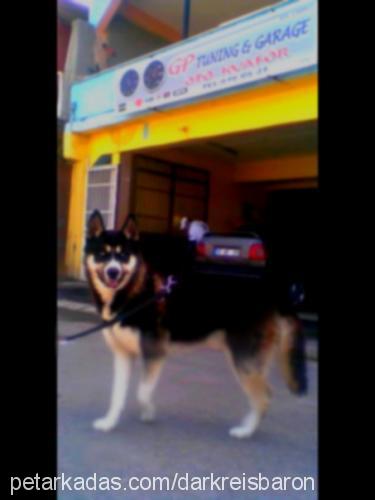 dark Erkek Sibirya Kurdu (Husky)