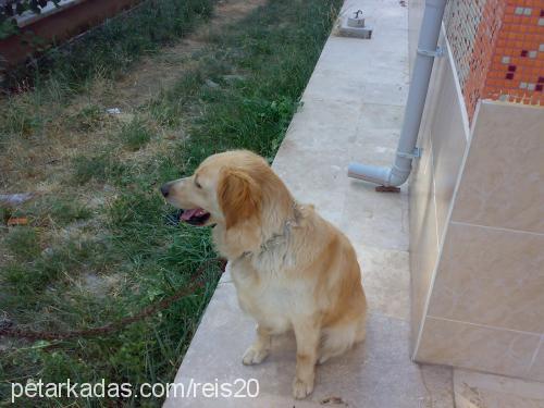 rita Dişi Golden Retriever