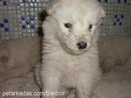 bibidibabidibu Erkek Samoyed