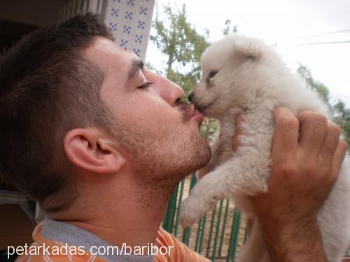 bibidibabidibu Erkek Samoyed