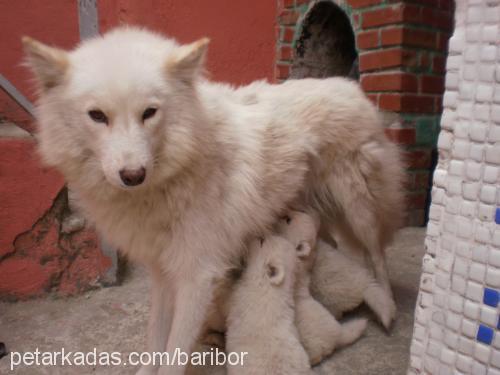 bibidibabidibu Erkek Samoyed