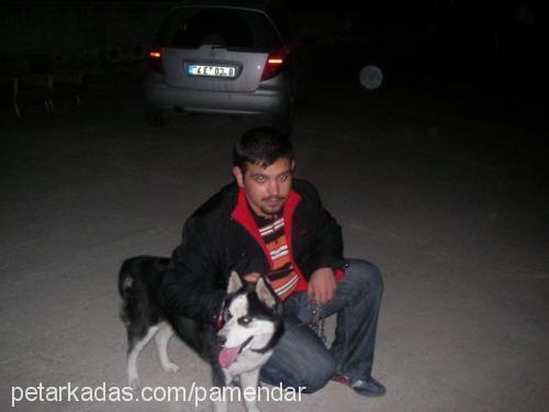 carlos Erkek Sibirya Kurdu (Husky)