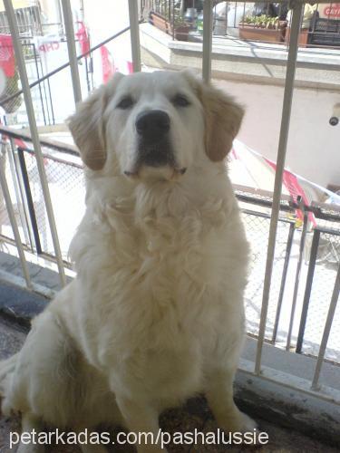 l-u-$-$-i-£ Dişi Golden Retriever