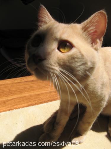 eşkiya Erkek British Shorthair