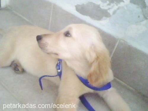 badi Erkek Golden Retriever